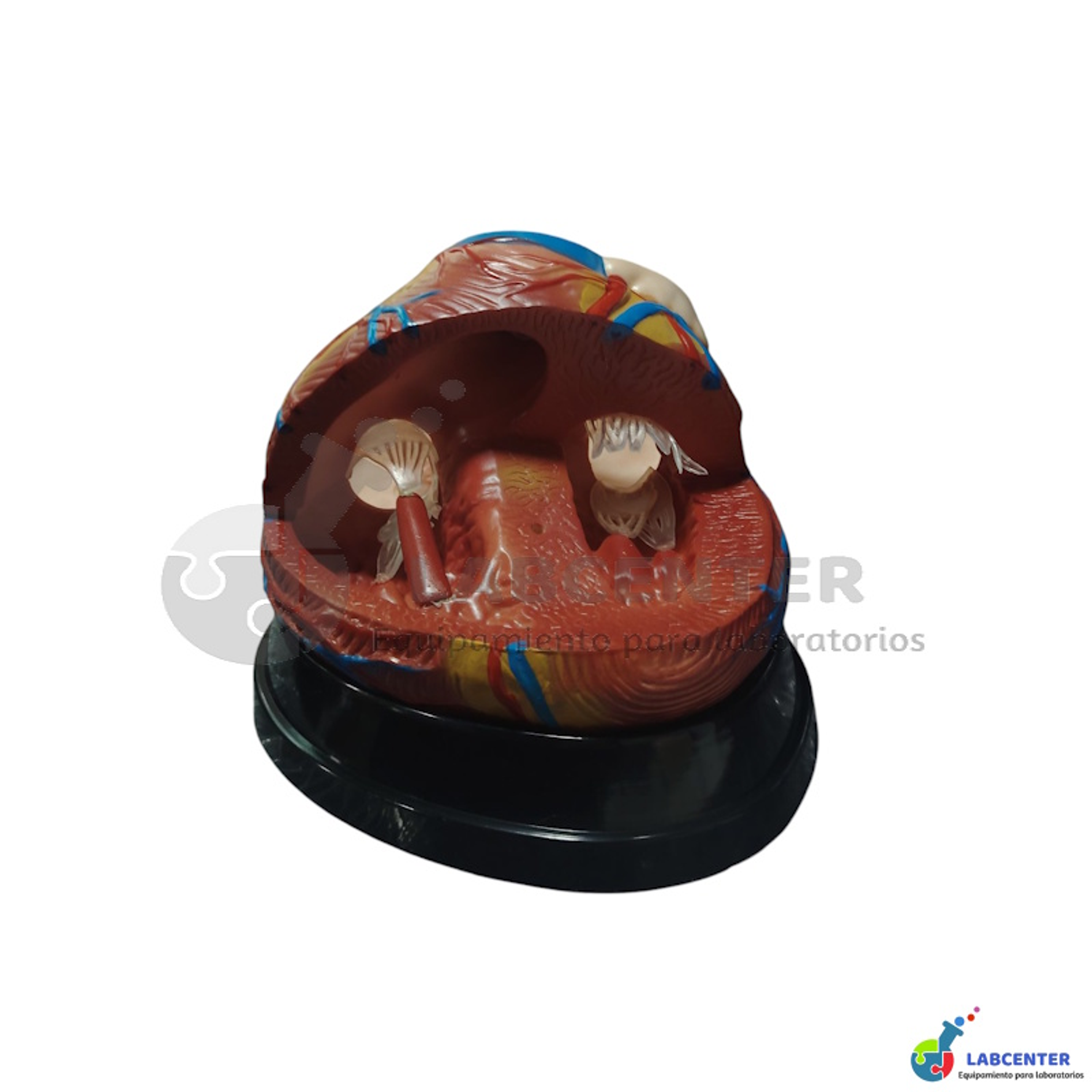 MODELO CORAZON 3 PARTES 7