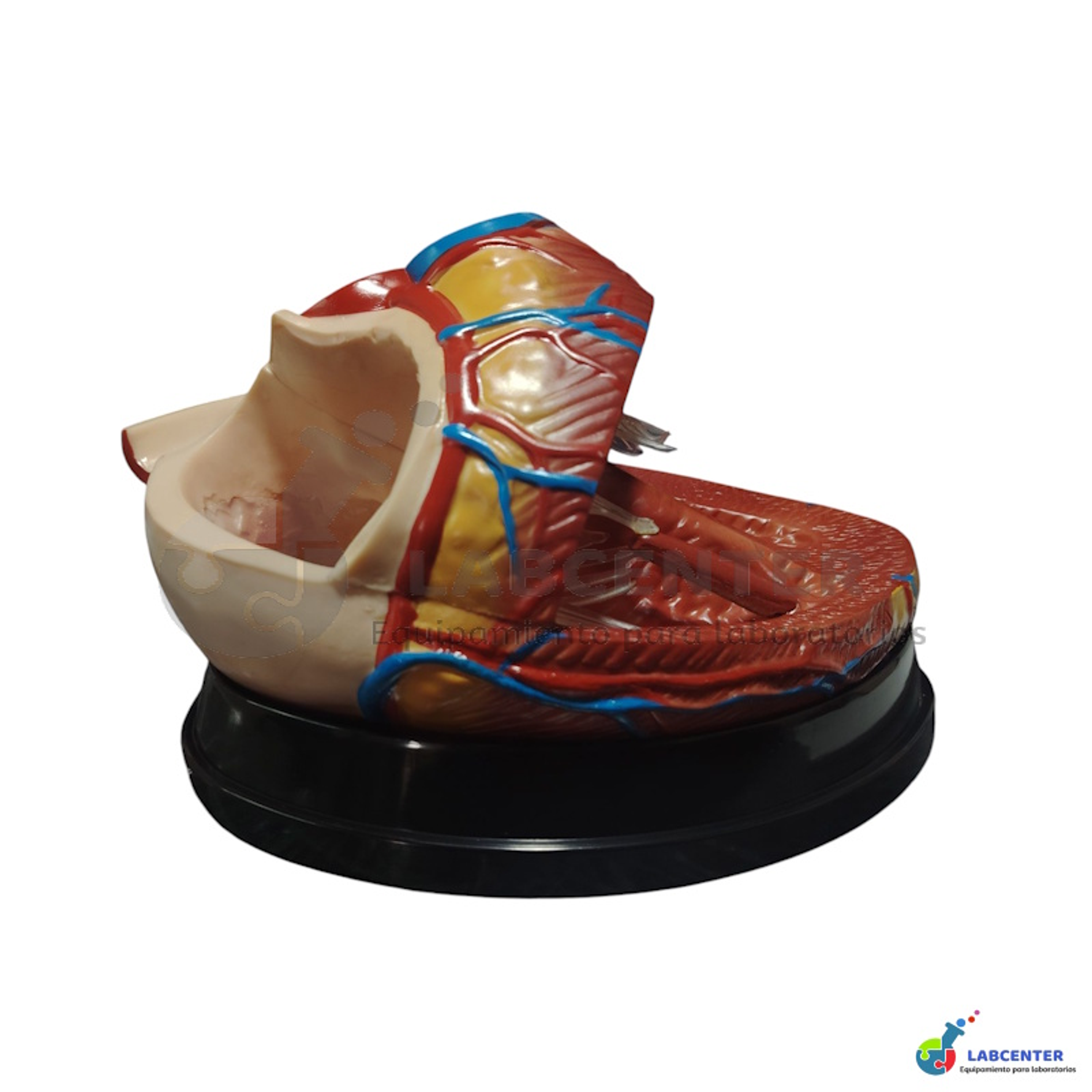 MODELO CORAZON 3 PARTES 8