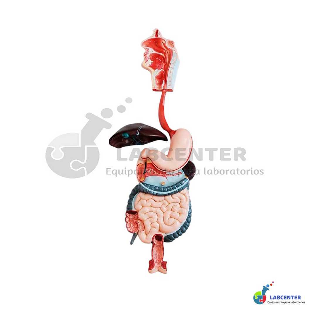 MODELO SISTEMA DIGESTIVO  1