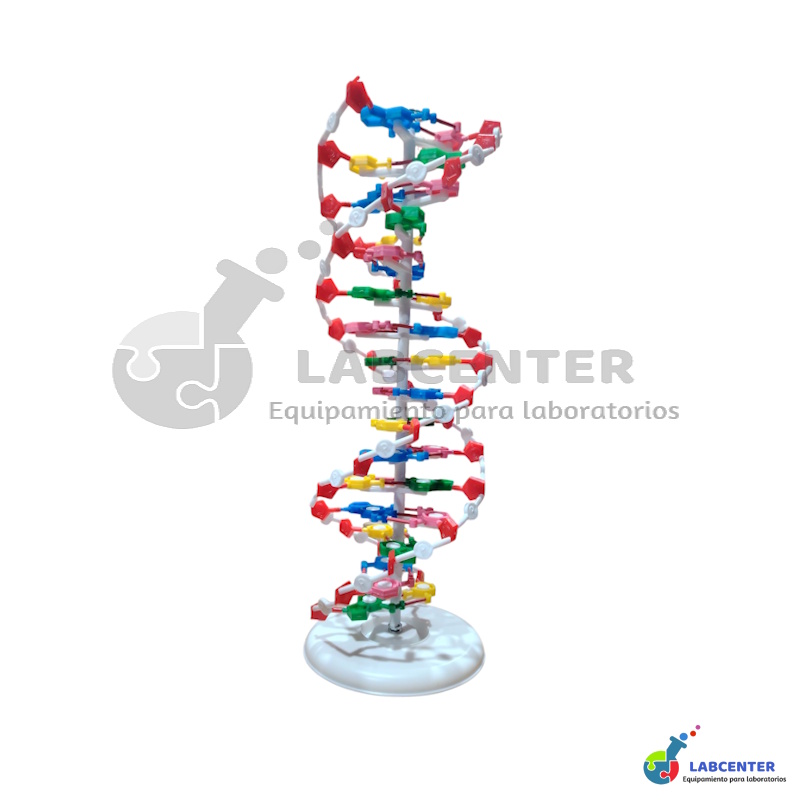 MODELO DNA DOBLE HELICE