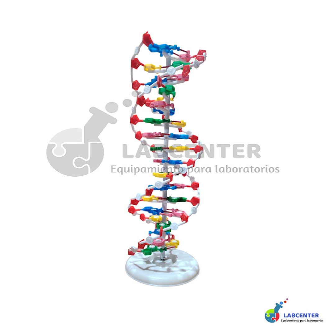 MODELO DNA DOBLE HELICE 1