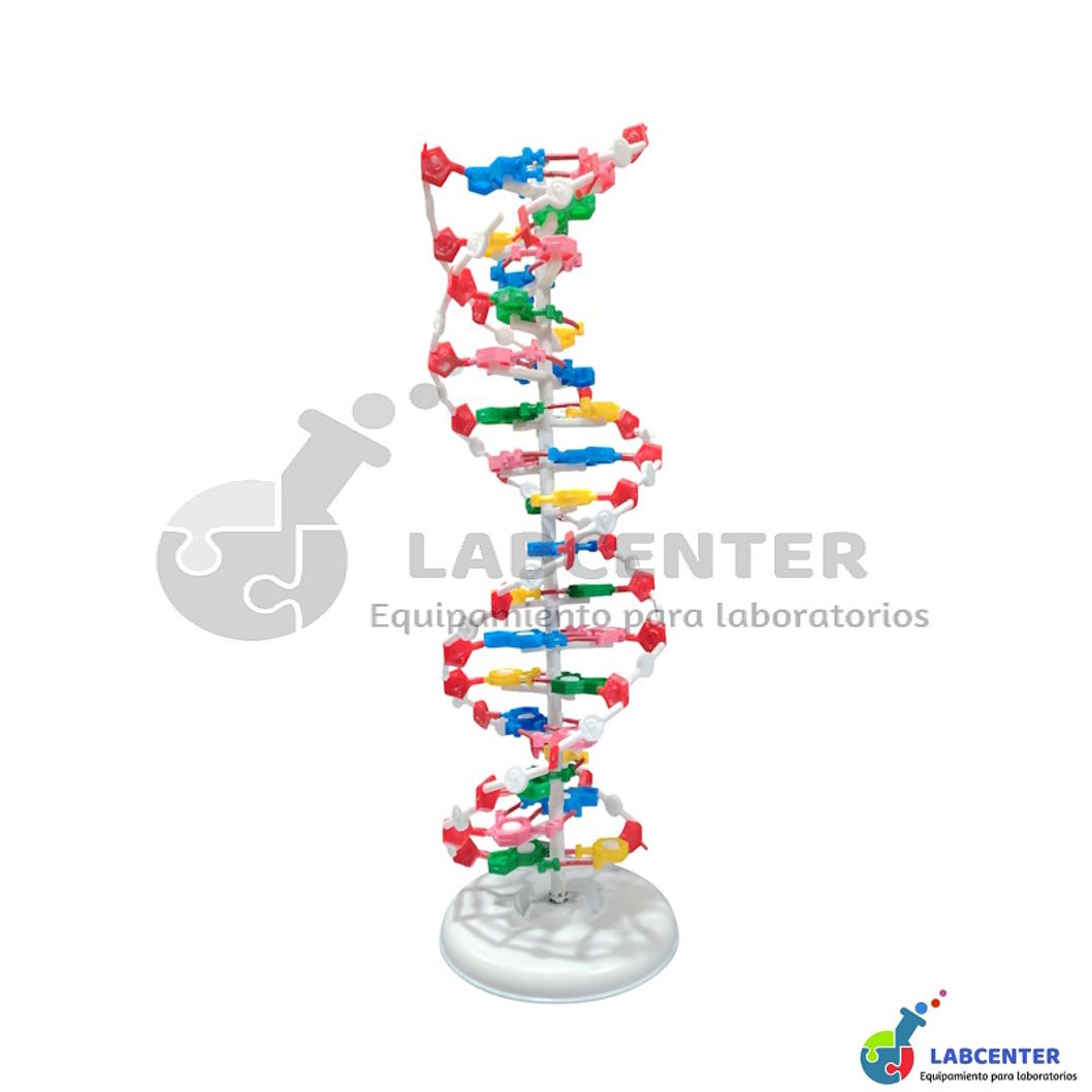 MODELO DNA DOBLE HELICE 2