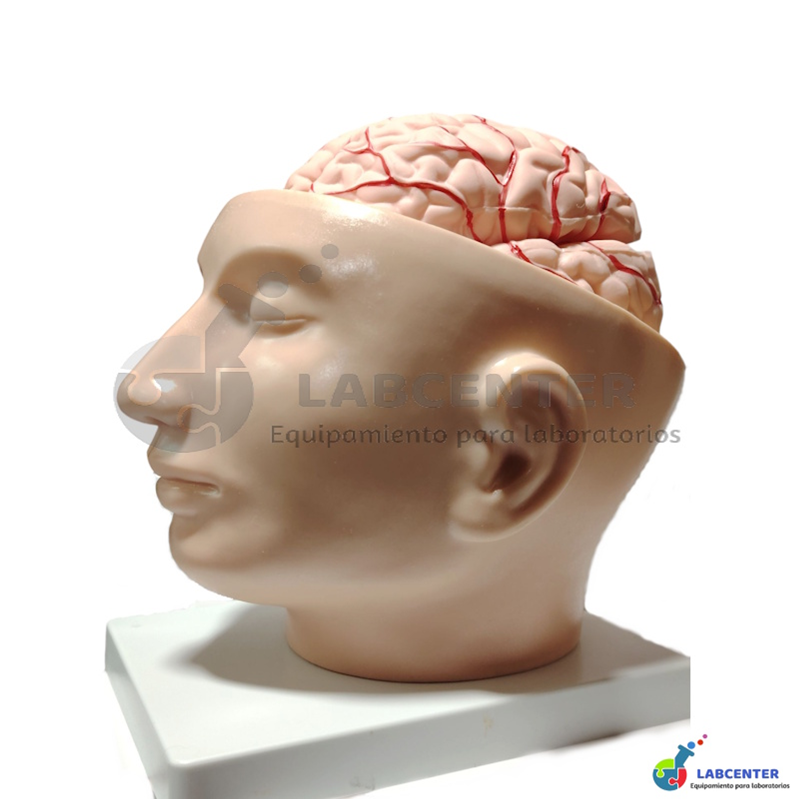 MODELO CABEZA CEREBRO CON ARTERIA 1