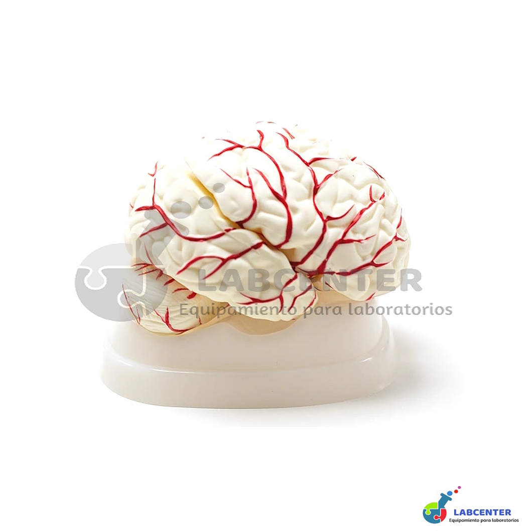 MODELO CEREBRO CON ARTERIAS 8 PARTES  1