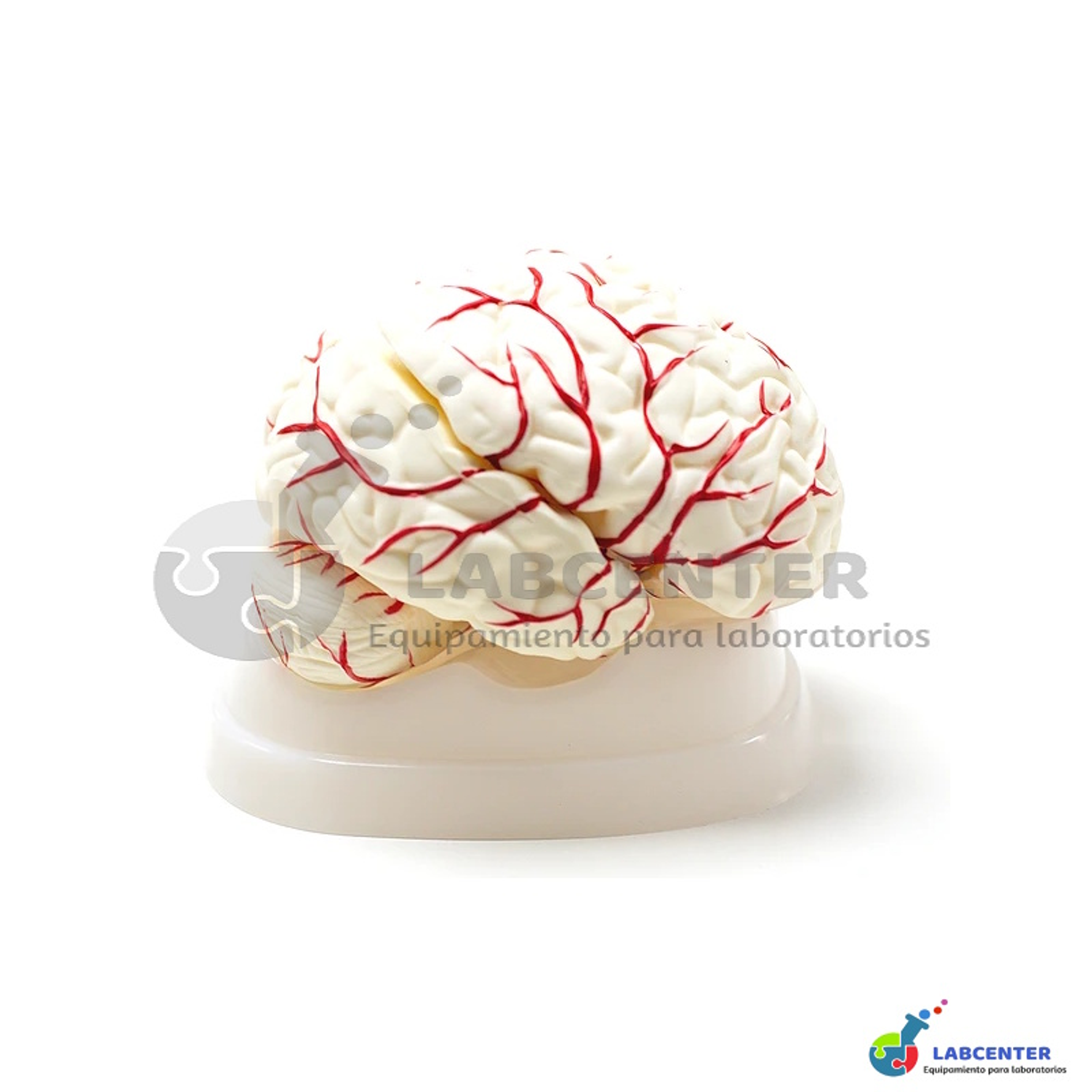 MODELO CEREBRO CON ARTERIAS 8 PARTES  1