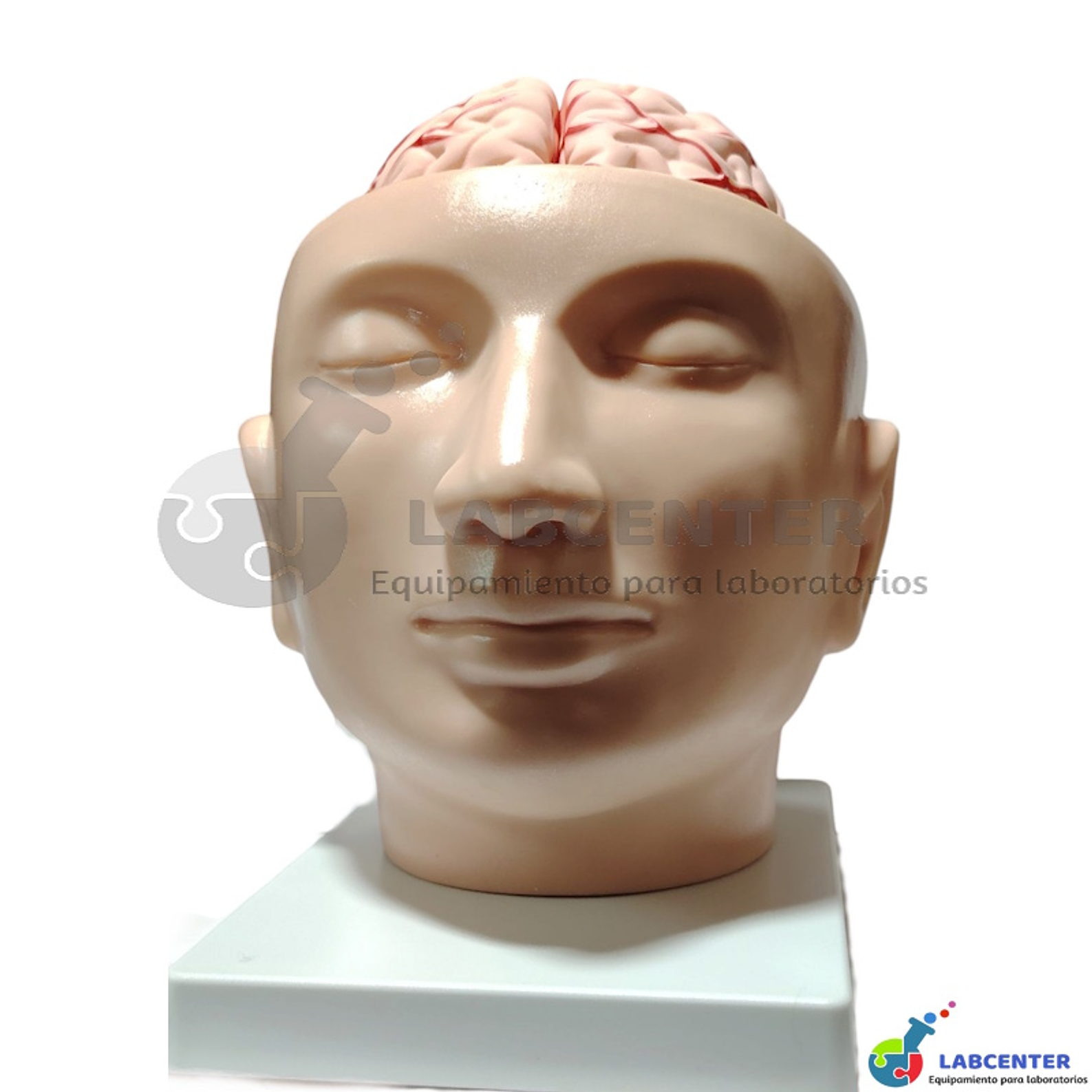 MODELO CABEZA CEREBRO CON ARTERIA 2