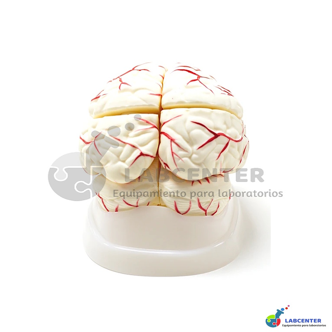 MODELO CEREBRO CON ARTERIAS 8 PARTES  2