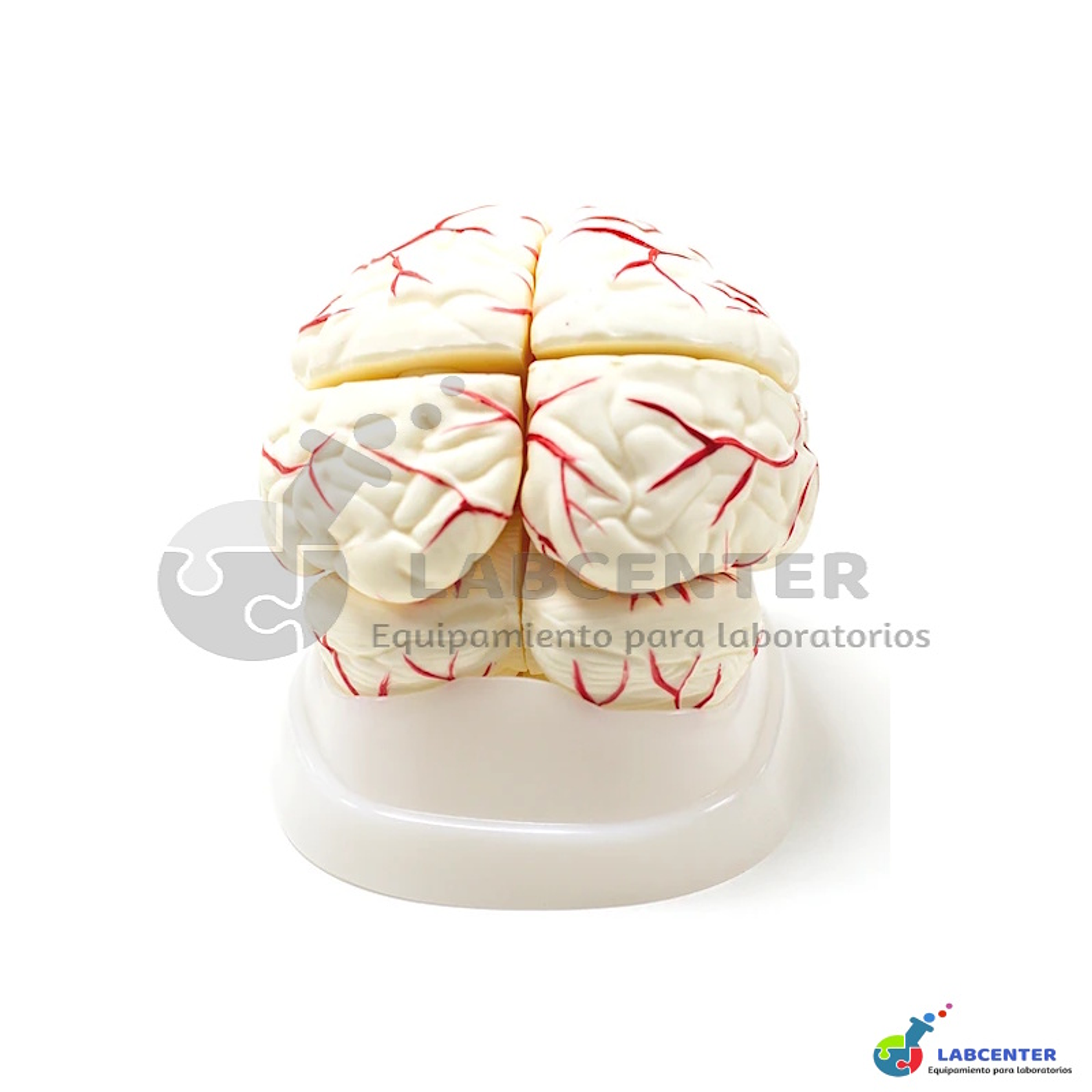 MODELO CEREBRO CON ARTERIAS 8 PARTES  2