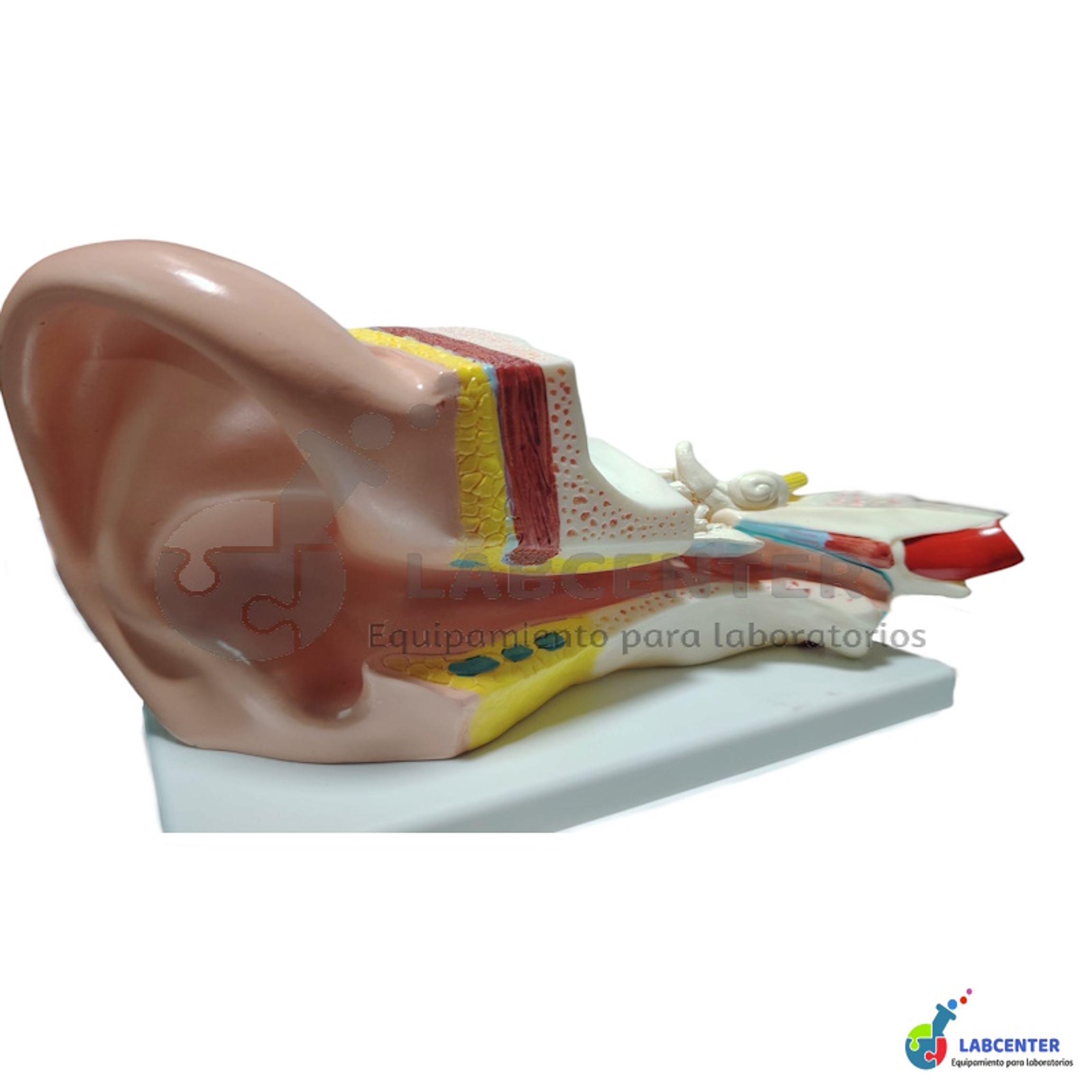 MODELO OIDO GIGANTE 4 PARTES 1