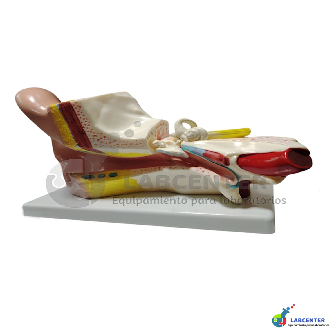 MODELO OIDO GIGANTE 4 PARTES 2