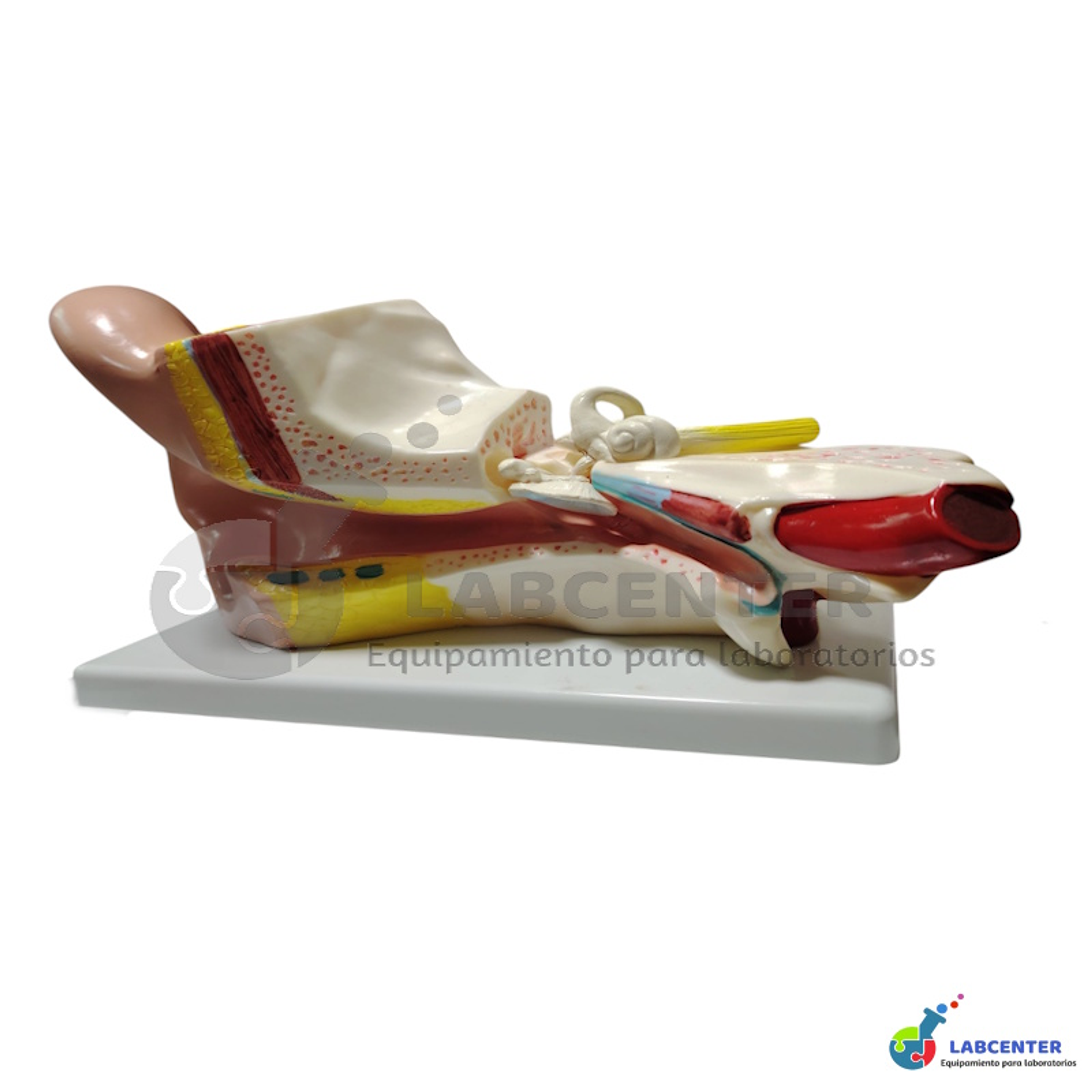 MODELO OIDO GIGANTE 4 PARTES 2