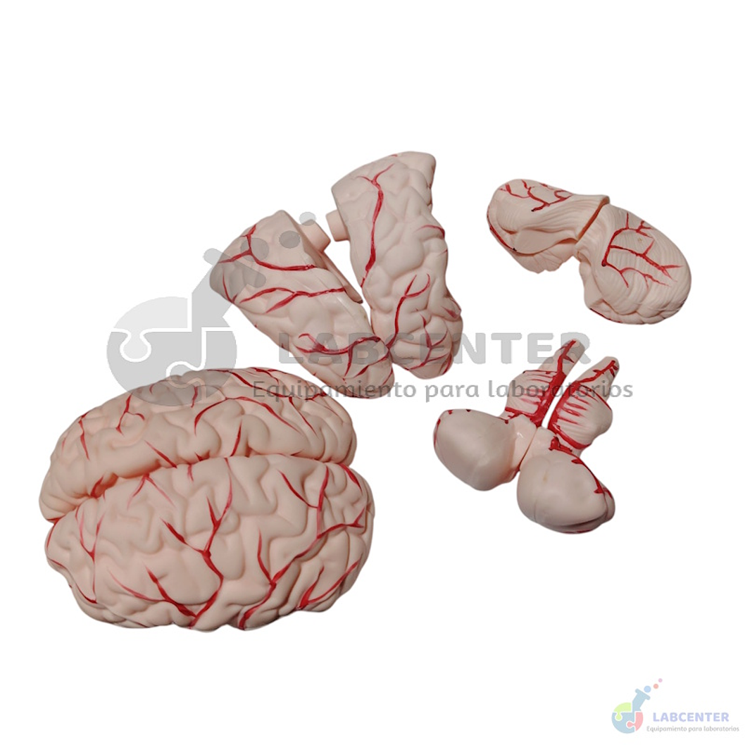 MODELO CABEZA CEREBRO CON ARTERIA 3