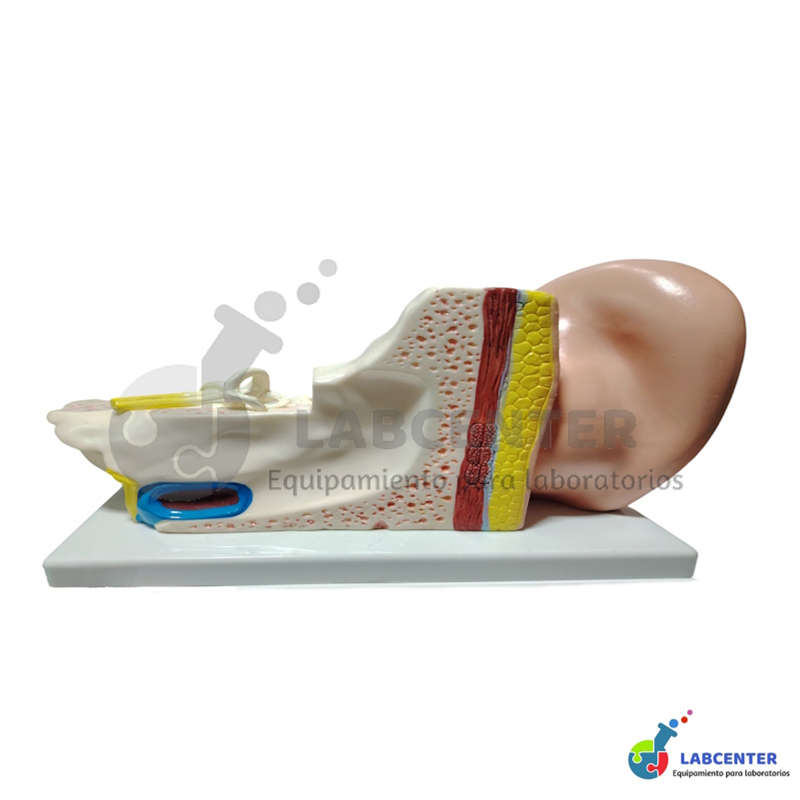 MODELO OIDO GIGANTE 4 PARTES 3