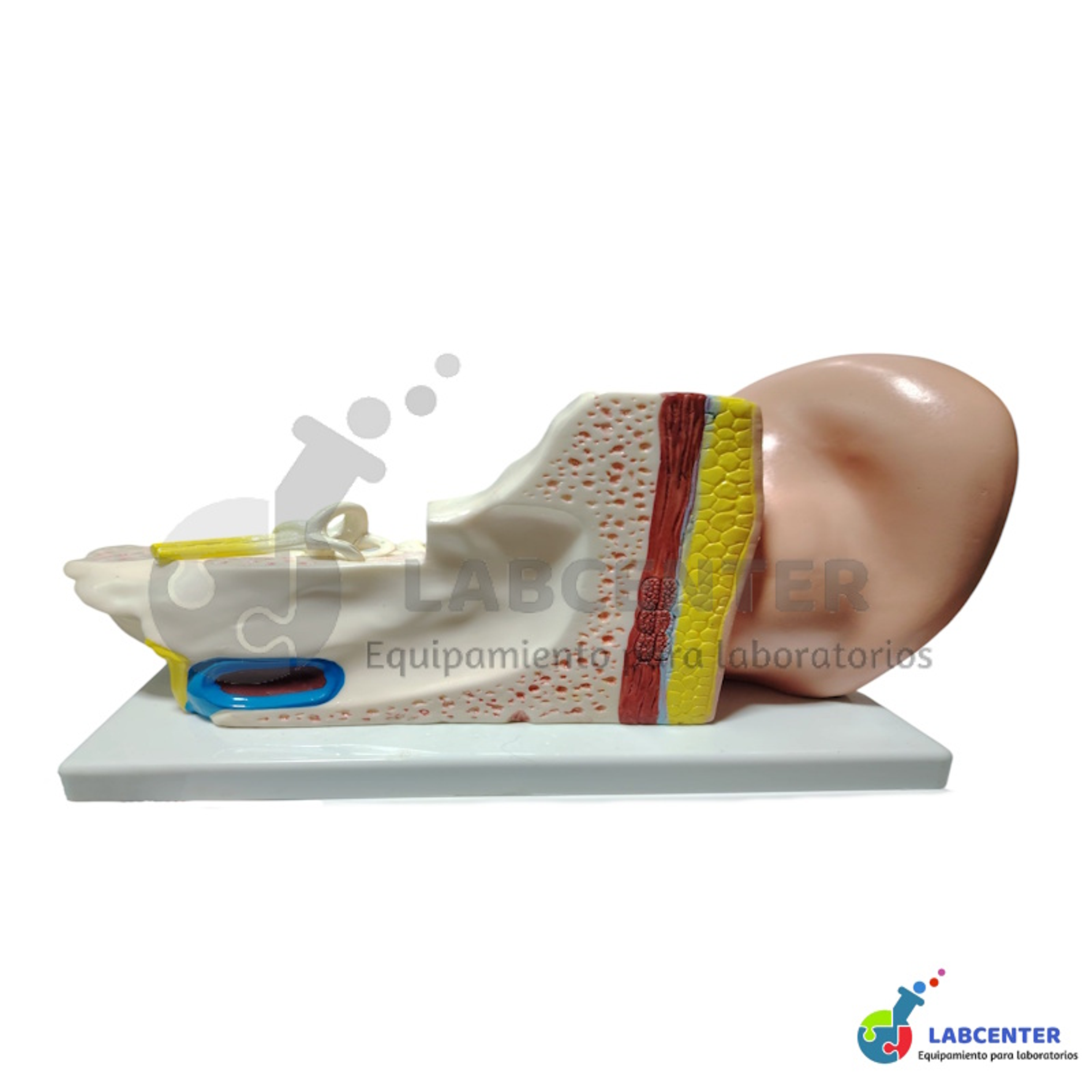 MODELO OIDO GIGANTE 4 PARTES 3