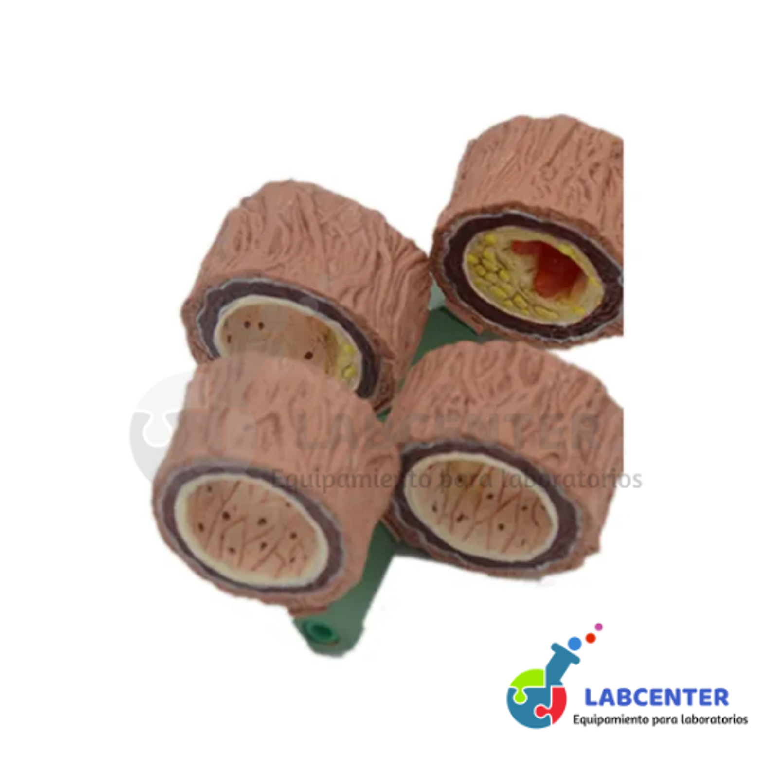 MODELO DE ARTERIA HUMANA 4 PIEZAS 1