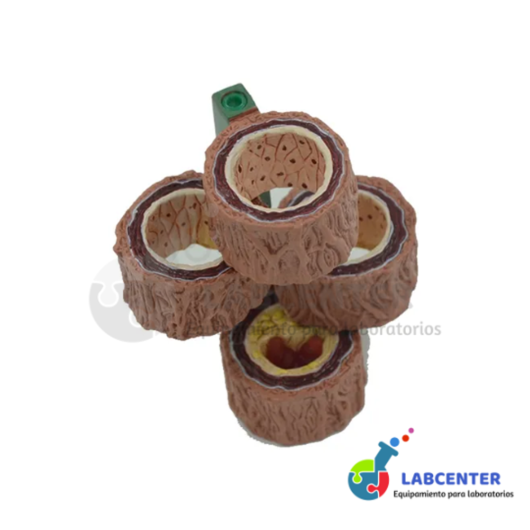 MODELO DE ARTERIA HUMANA 4 PIEZAS 2