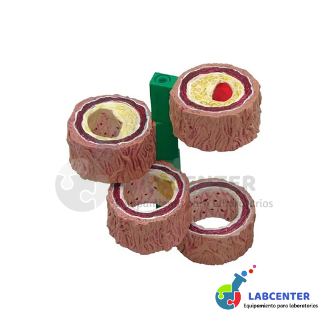 MODELO DE ARTERIA HUMANA 4 PIEZAS 3