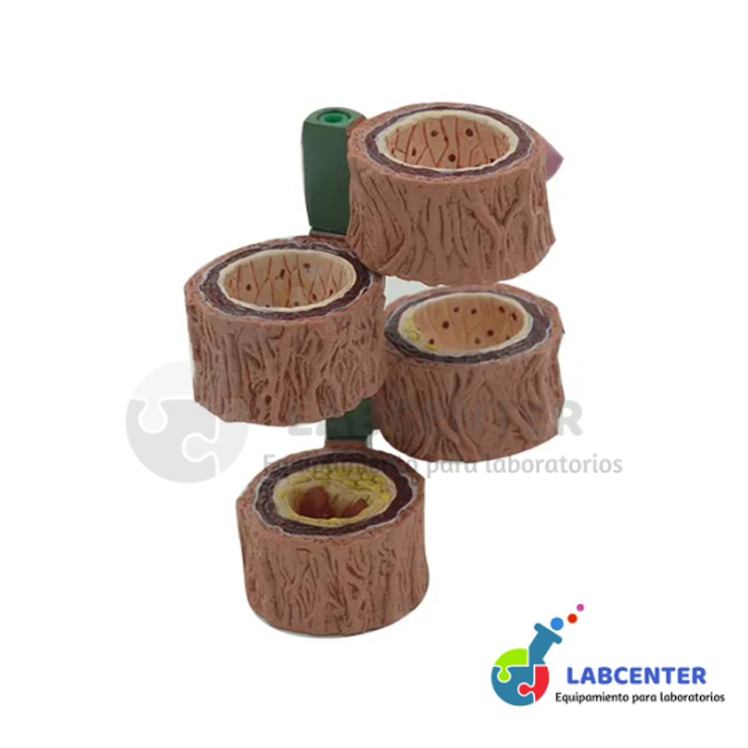 MODELO DE ARTERIA HUMANA 4 PIEZAS 4