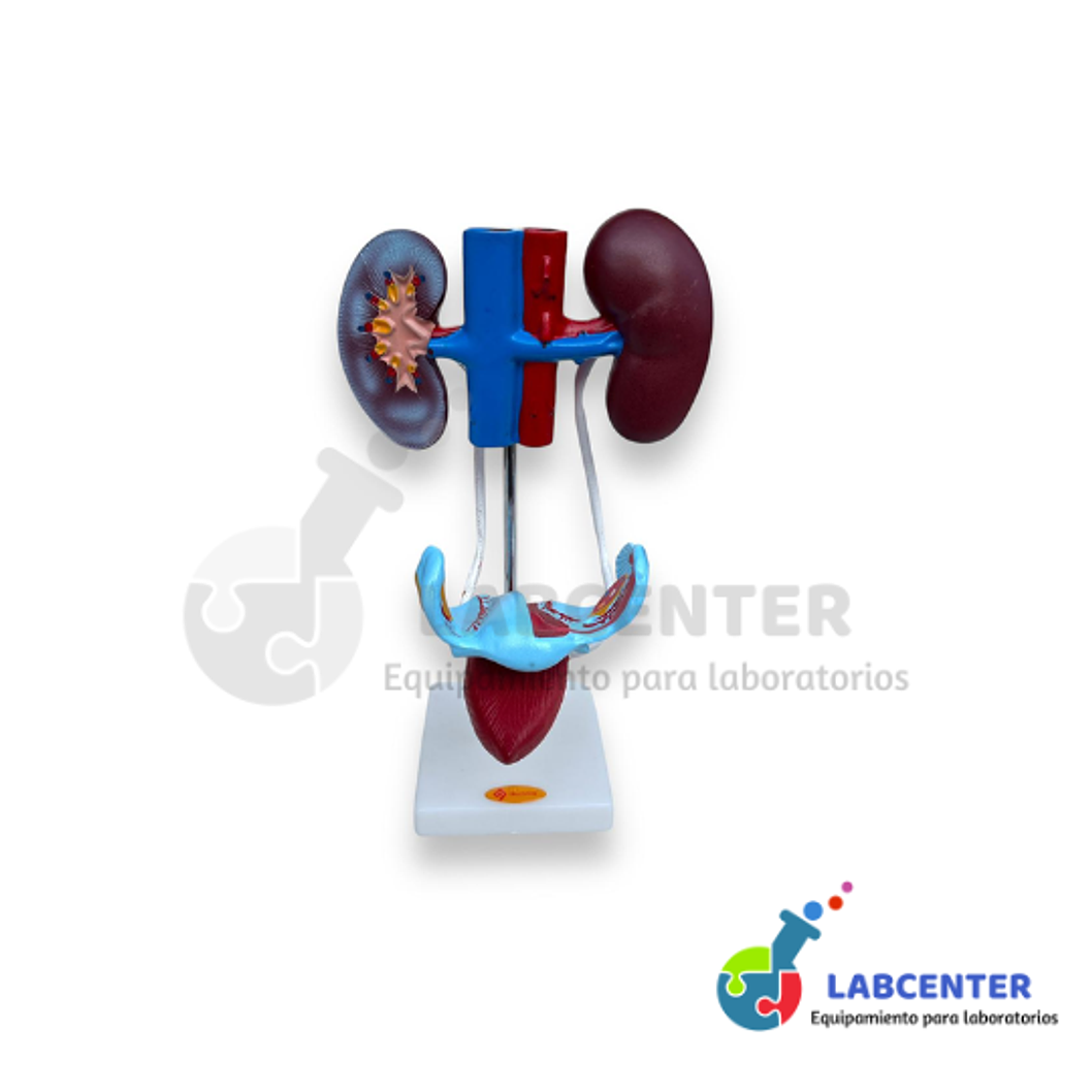 APARTO UROGENITAL FEMENINO  1