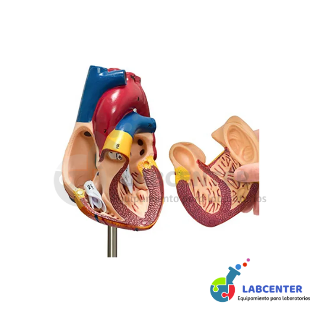 MODELO DE CORAZON DE LUJO DE TAMAÑO REAL 2