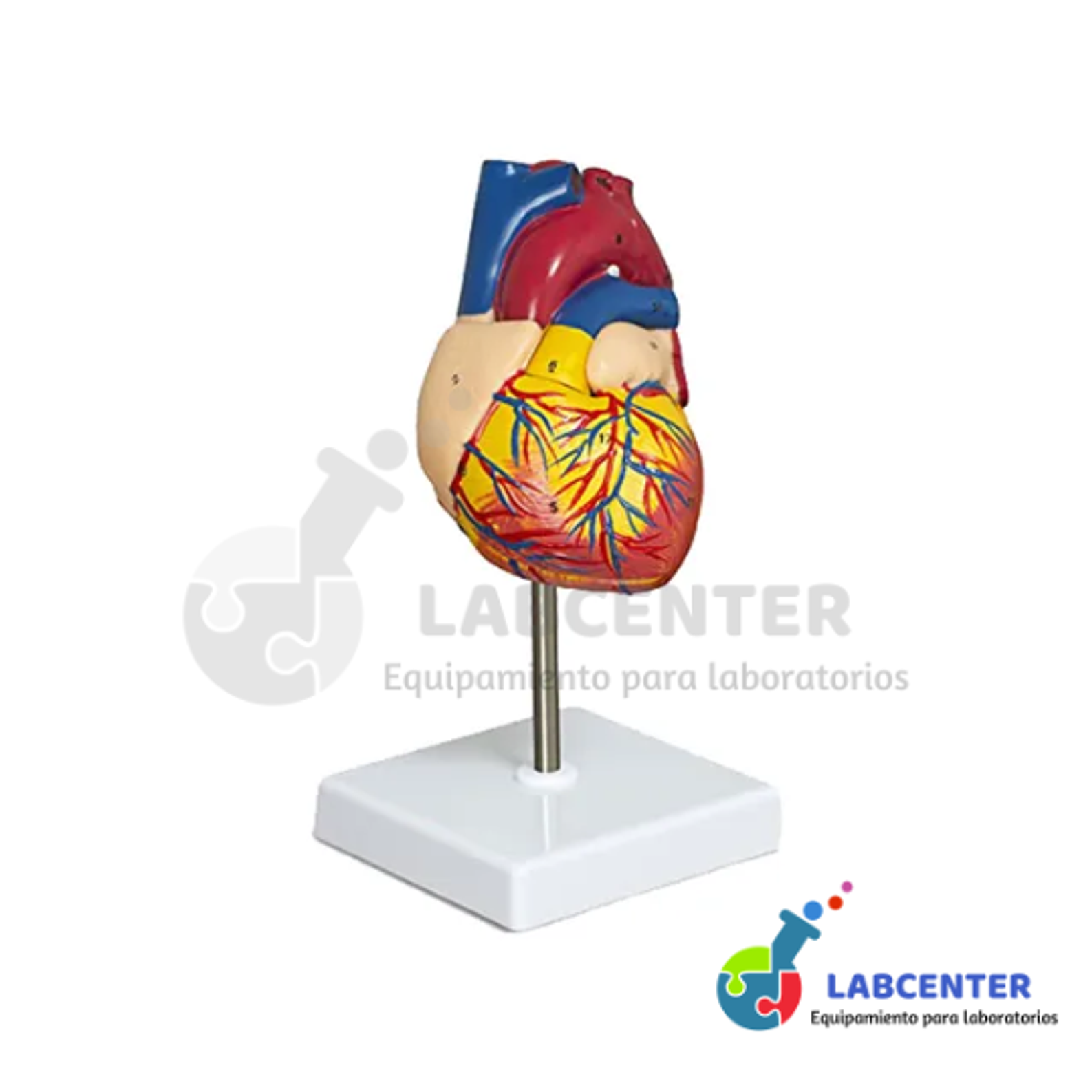 MODELO DE CORAZON DE LUJO DE TAMAÑO REAL 1