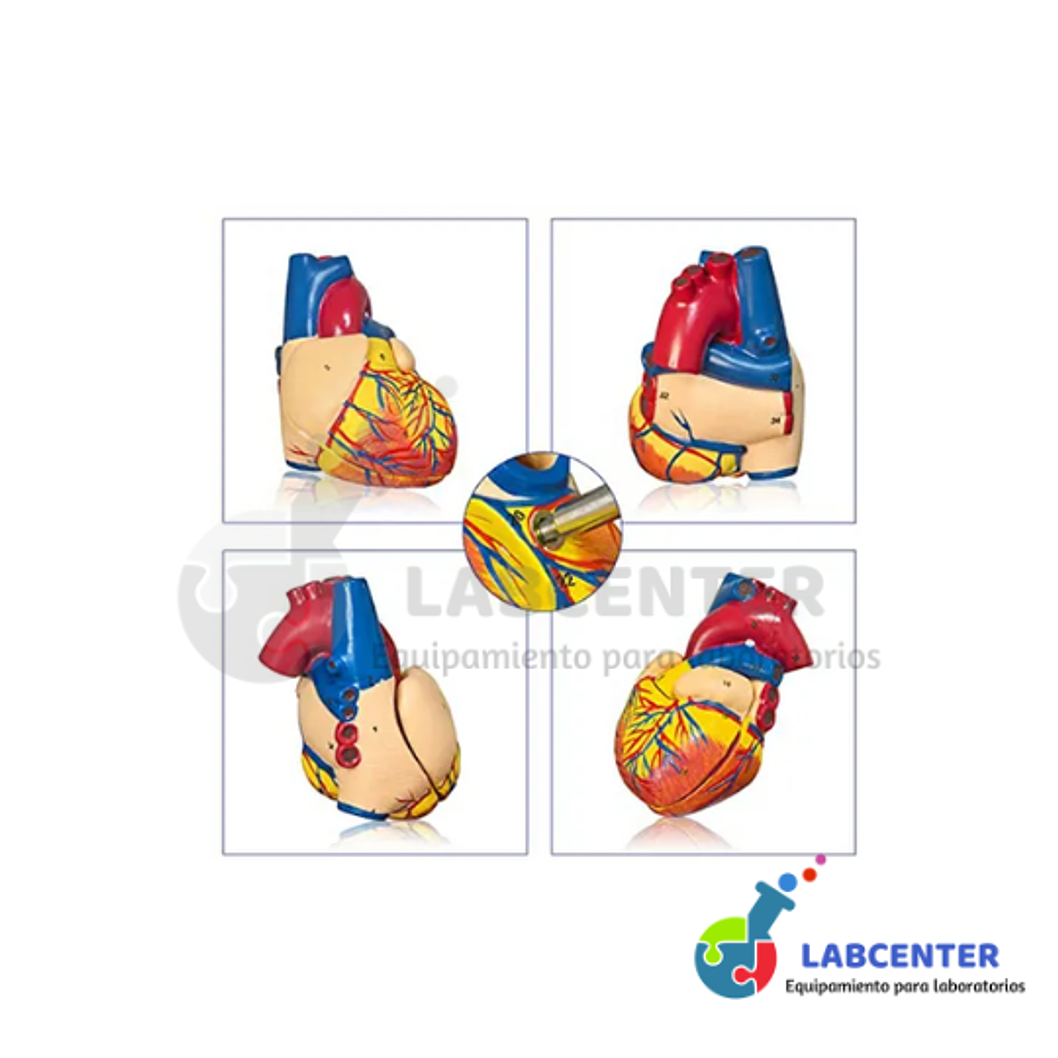 MODELO DE CORAZON DE LUJO DE TAMAÑO REAL 3