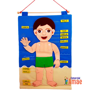 CUERPO HUMANO DE GÉNERO