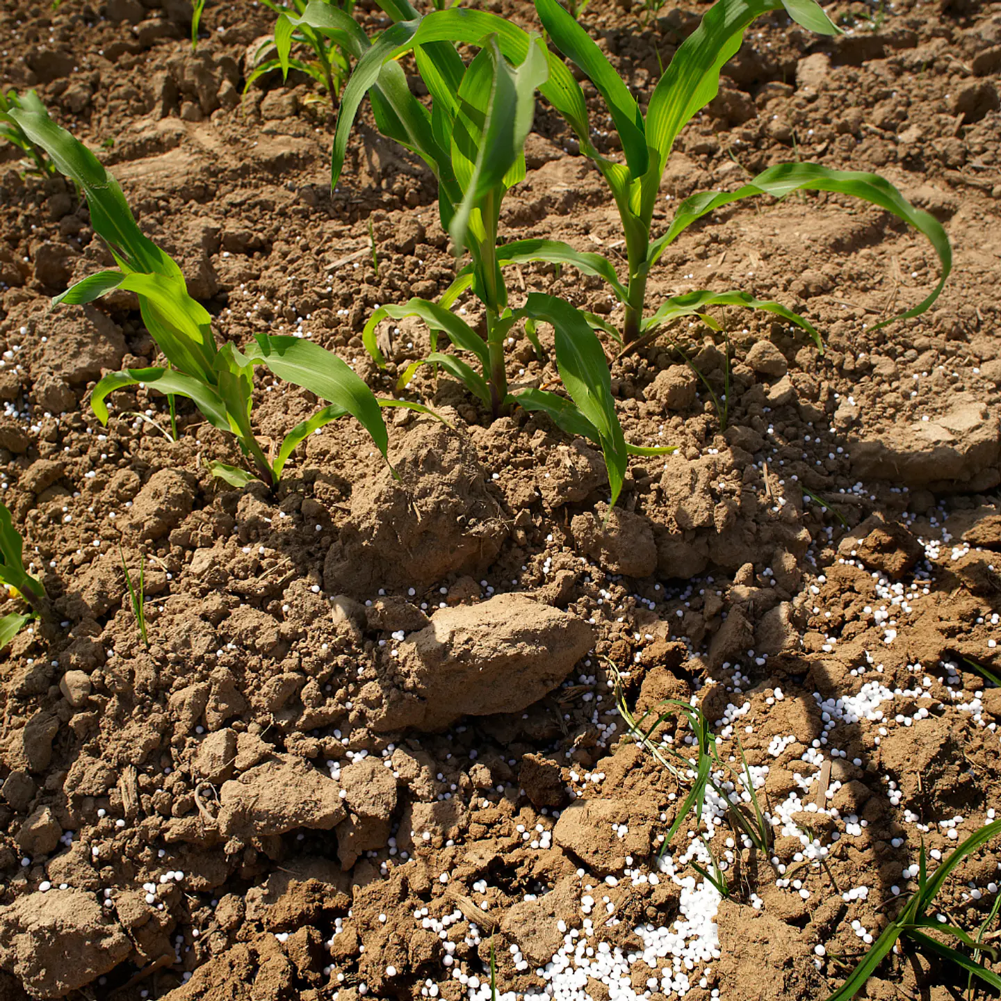 Fertilizante Urea 4
