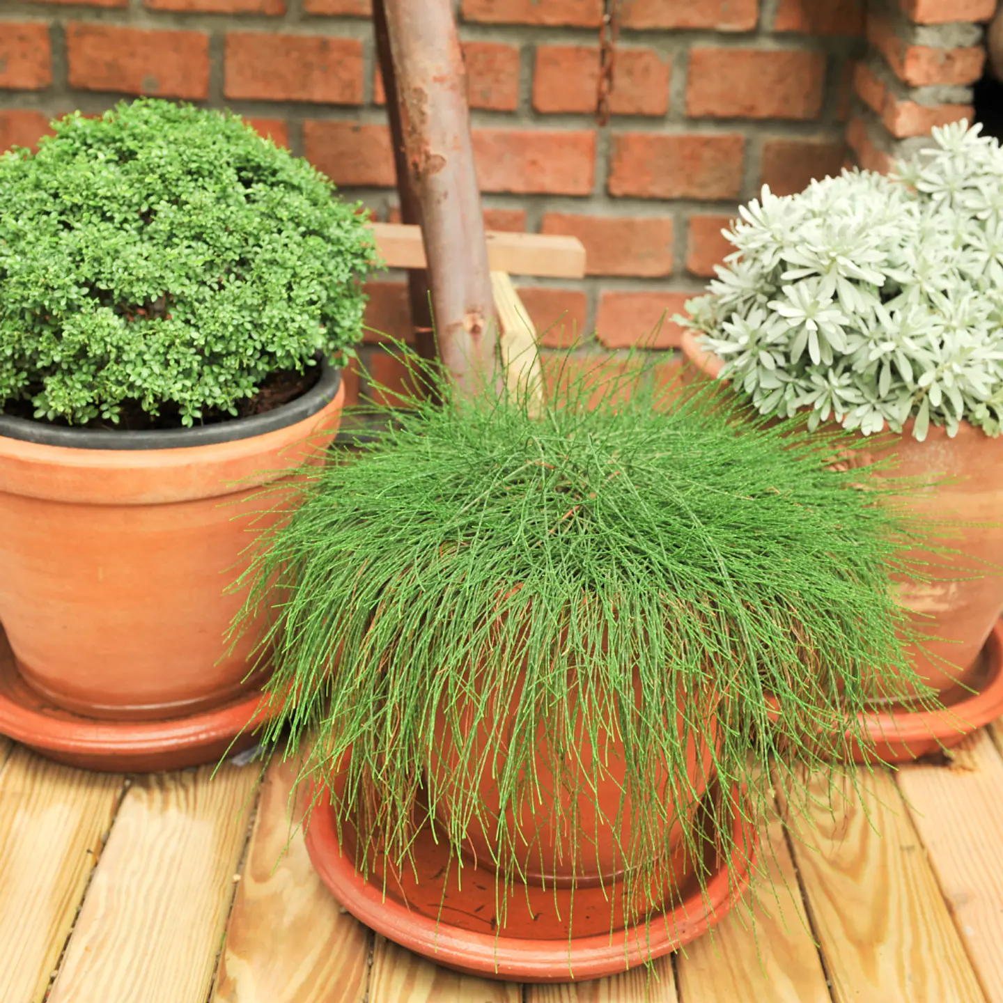 Sustrato Premium Mix para Plantas de interior y exterior 3