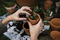 Kit siembra Tierra Orgánica Sustrato + Turba - Miniatura 2
