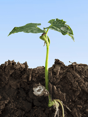 Tierra de hojas orgánica 40 litros (20 Kilos)