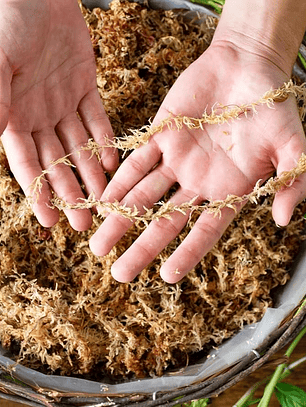 Musgo Sphagnum 10 Litros Deshidratado