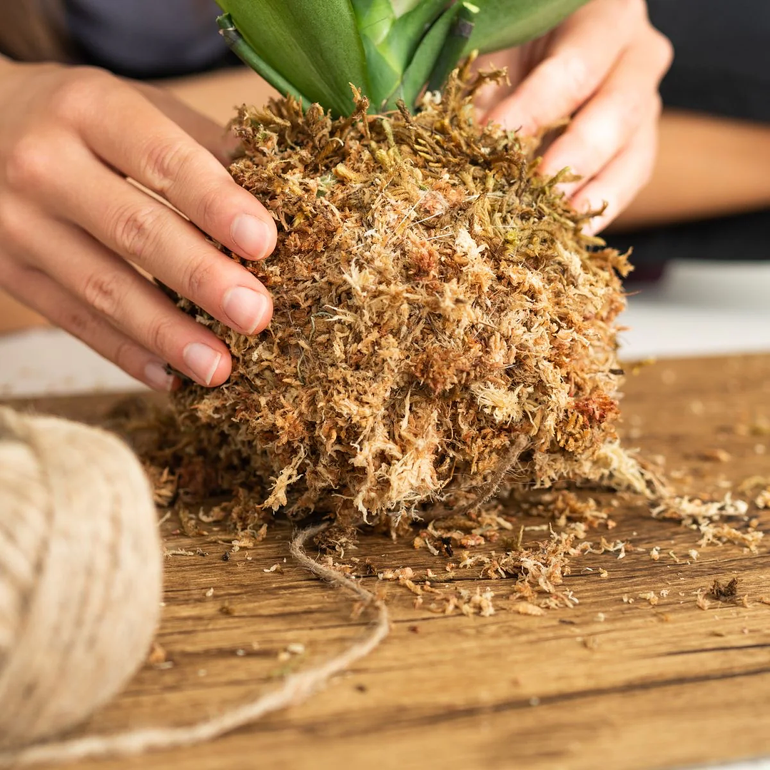 Musgo Sphagnum 10 Litros Deshidratado 3