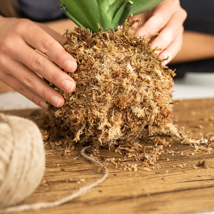 Musgo Sphagnum 10 Litros Deshidratado 3