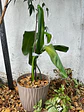 Mulch de Cascara de Nuez - Miniatura 2