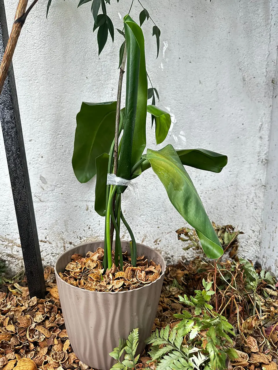 Mulch de Cascara de Nuez 2
