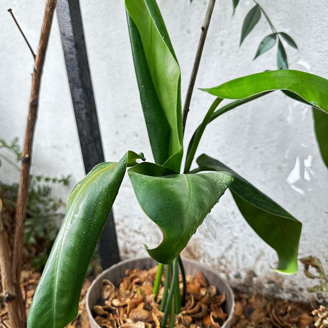 Mulch de Cascara de Nuez 5 Litros 3