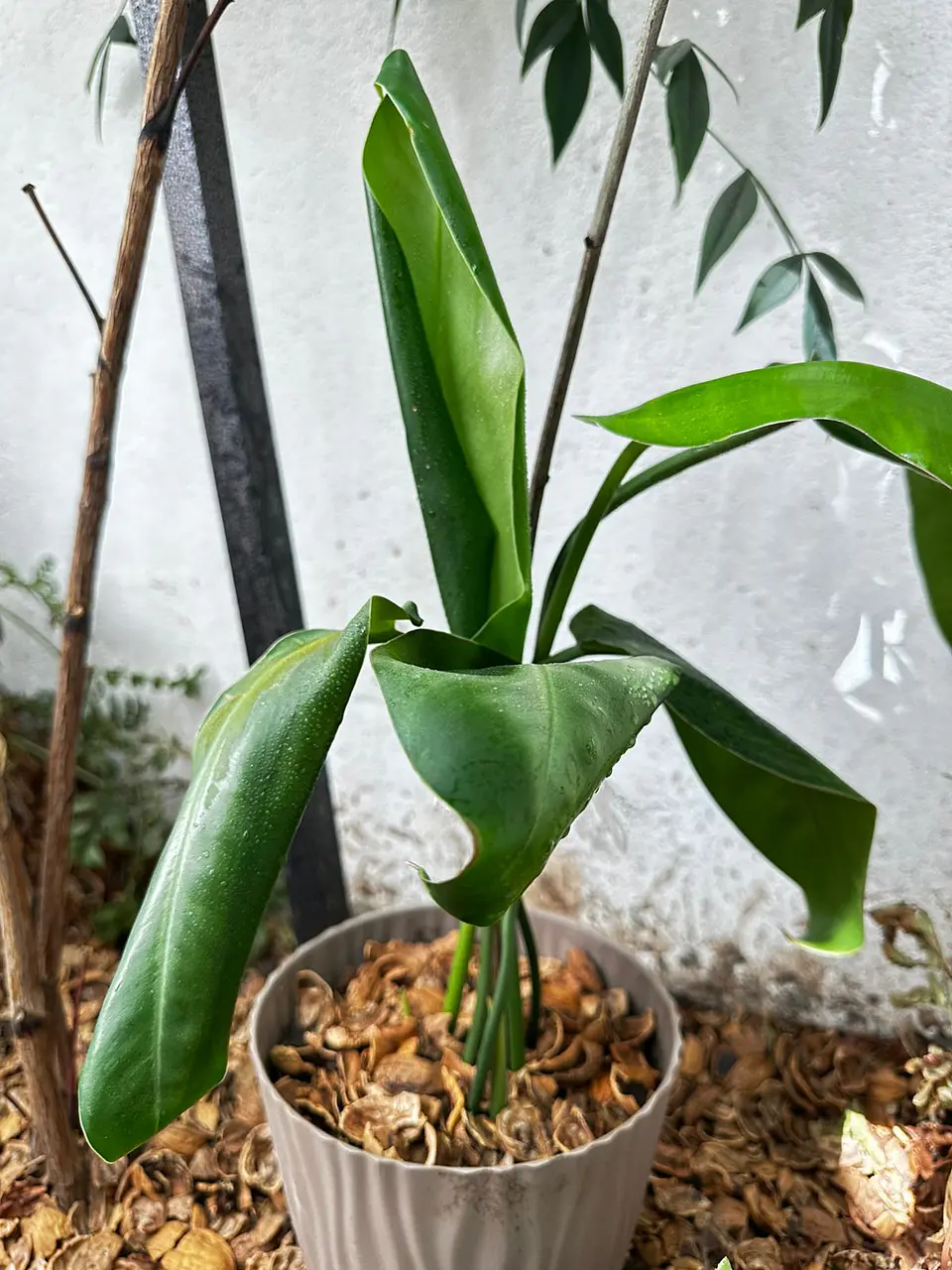 Mulch de Cascara de Nuez 3
