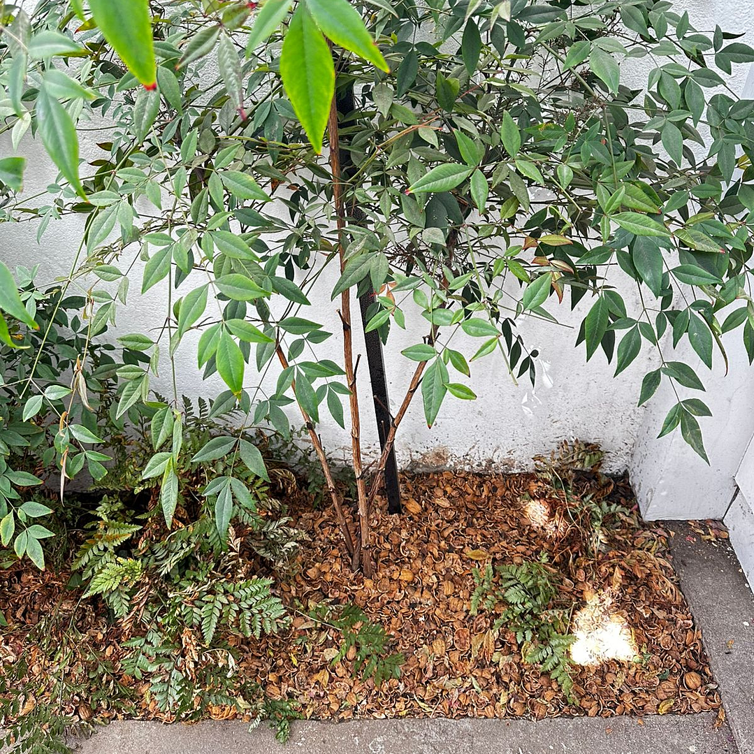 Mulch de Cascara de Nuez 5 Litros 4