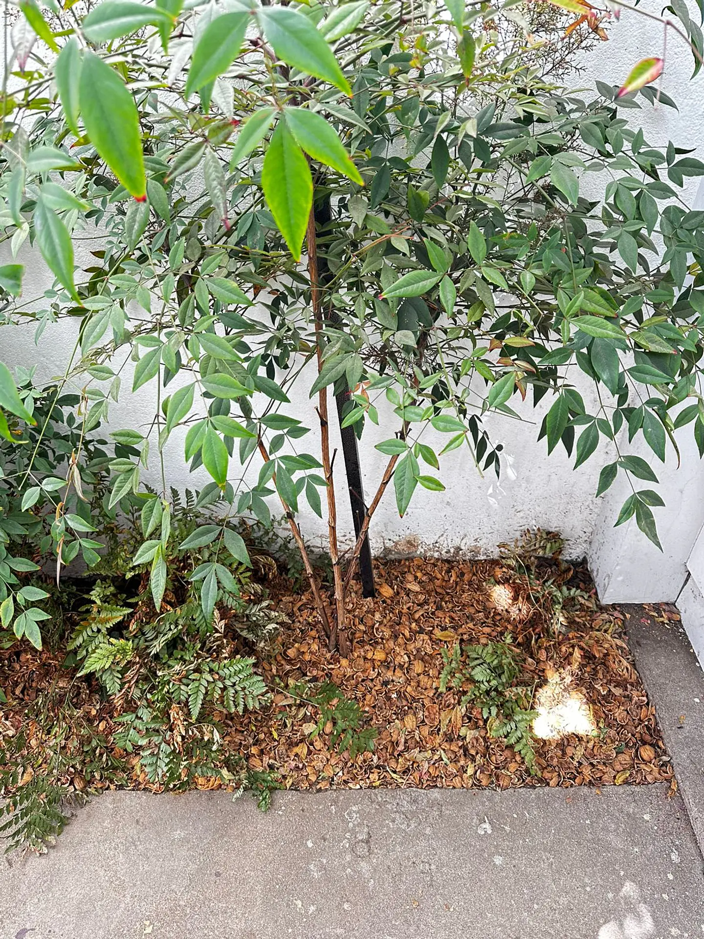 Mulch de Cascara de Nuez 4