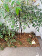 Mulch de Cascara de Nuez - Miniatura 4