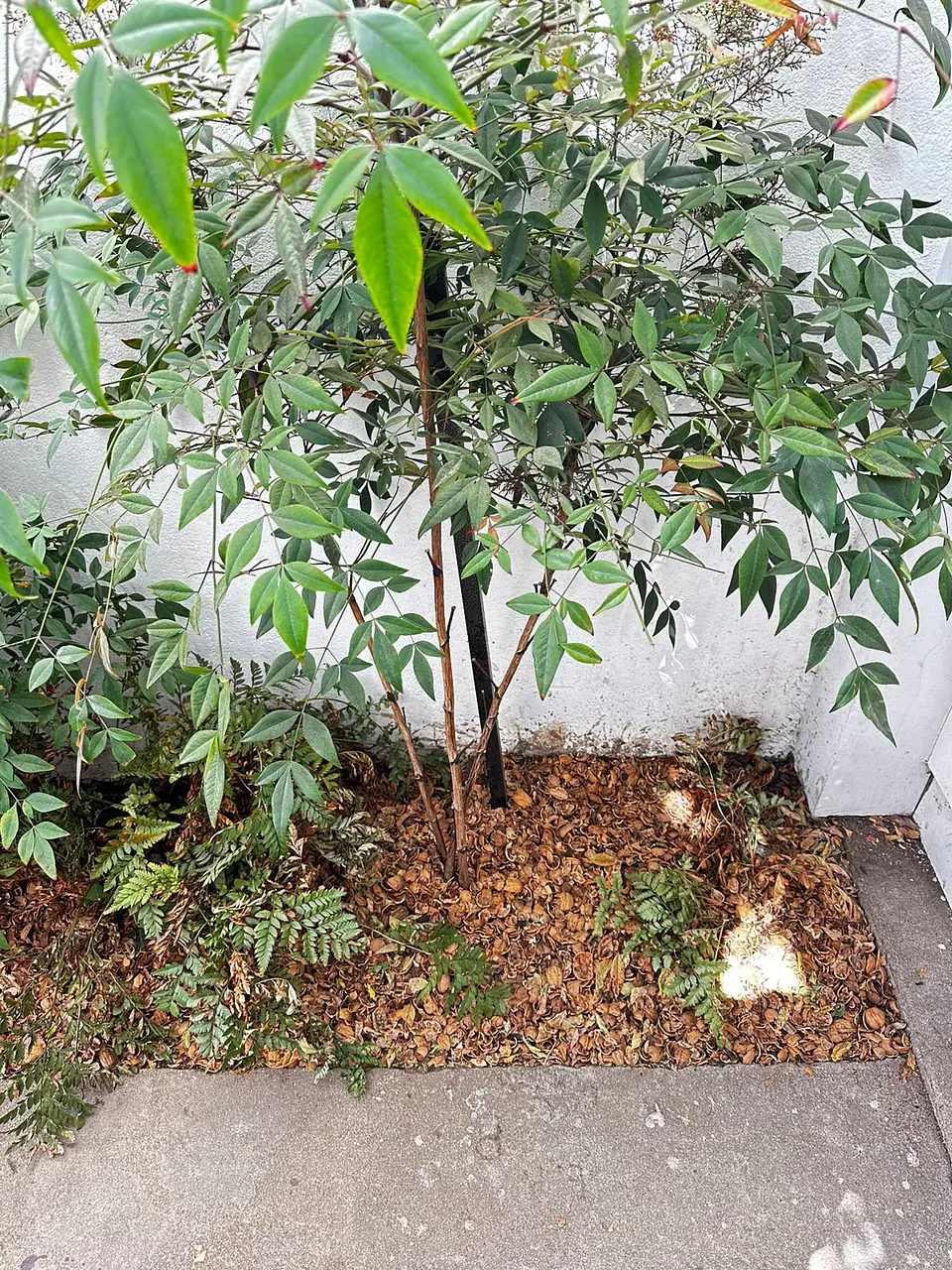 Mulch de Cascara de Nuez 4