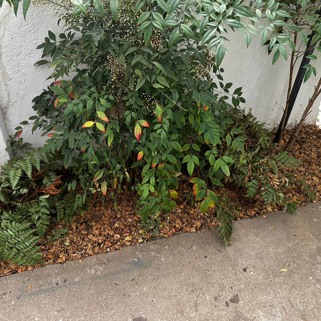 Mulch de Cascara de Nuez 5 Litros 5