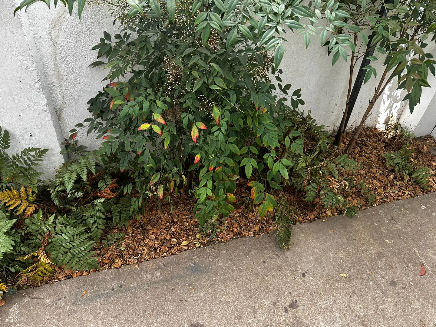 Mulch de Cascara de Nuez 5