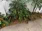 Mulch de Cascara de Nuez - Miniatura 5