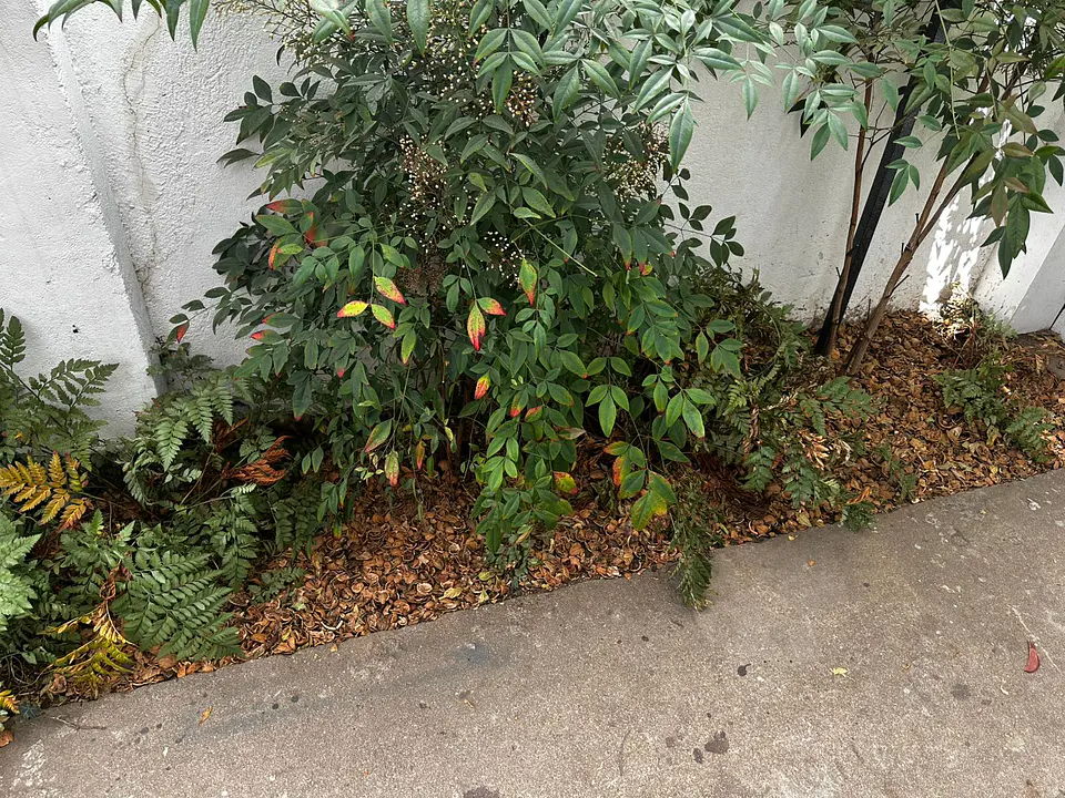 Mulch de Cascara de Nuez 5