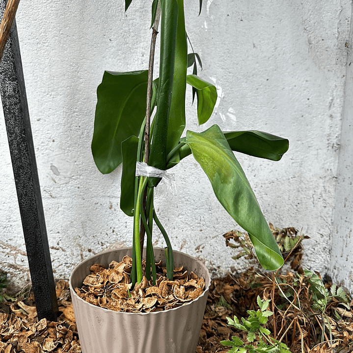 Mulch de Cascara de Nuez 10 Litros 3