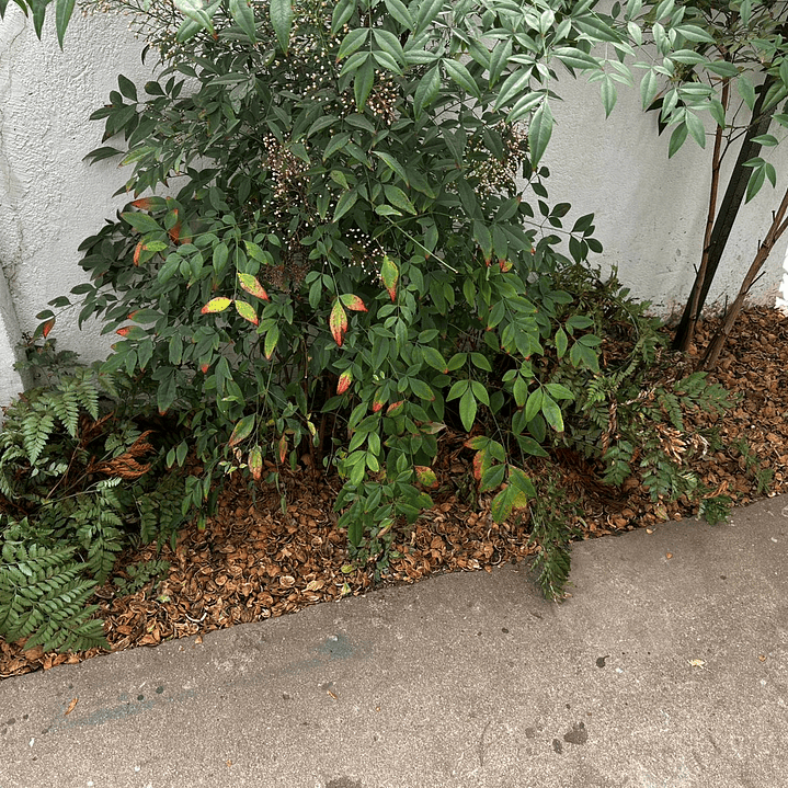 Mulch de Cascara de Nuez 25 Litros 5