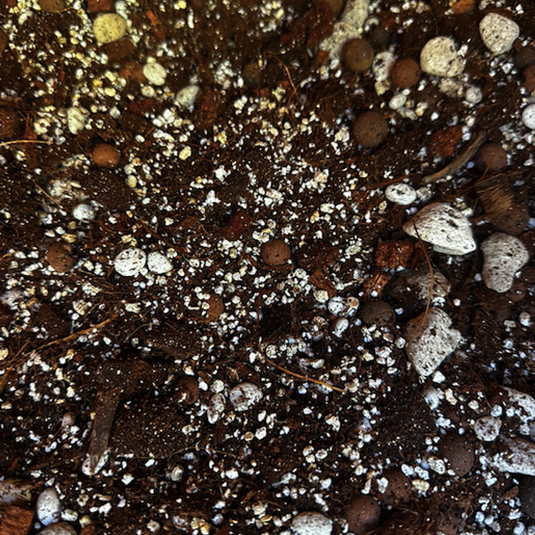 Sustrato Premium Mix para Alocasias 5 litros 2