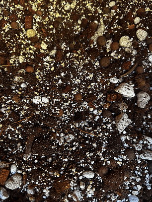 Sustrato Premium Mix para Alocasias 10 litros